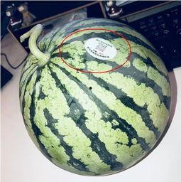 天津网红吃瓜,揭秘幕后故事与热门话题