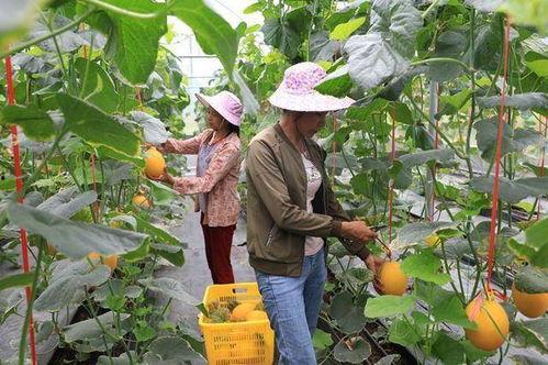 网红吃瓜在哪里,探寻热门话题背后的秘密聚集地
