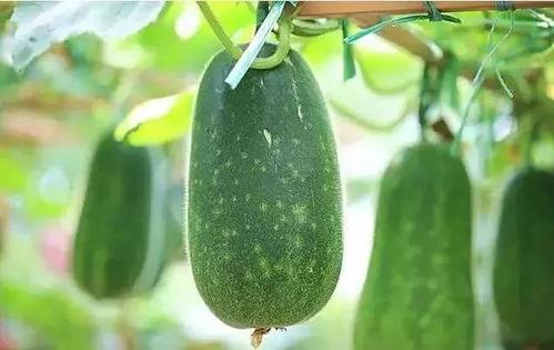 热门大瓜一51吃瓜网,热门大瓜一幕后真相